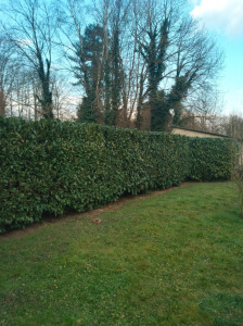 Photo de galerie - Rabattage d'une haie de lauriers palme 
