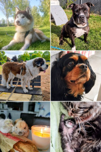 Photo de galerie - Garde tout type d'animaux, du plus petit au plus grand ☺️