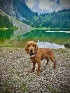 Photo de galerie - Garde chien