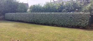 Photo de galerie - Haie d'éléagnus