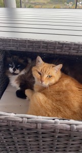 Photo de galerie - Garde animaux