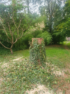 Photo de galerie - Elagage et coupe d'arbres