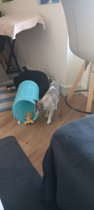 Photo de galerie - CÀ c'est mimi que je garde actuellement très énergique .
adorable