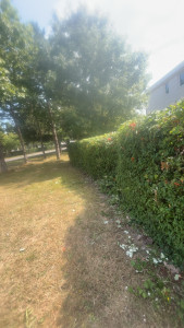 Photo de galerie - Taille de haie 