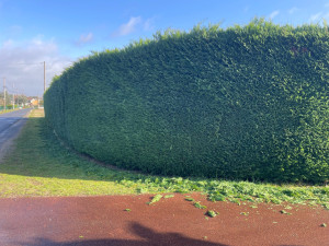 Photo de galerie - Taille de haie 