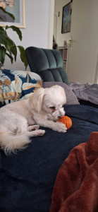 Photo de galerie - Garde de Léo à mon domicile 