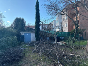 Photo de galerie - Élagage figuier 