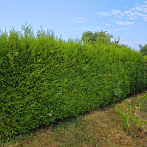 Photo de galerie - Taille de haies et d'arbustes