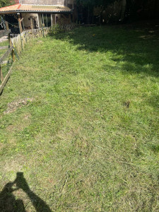 Photo de galerie - Tonte de pelouse - Débroussaillage