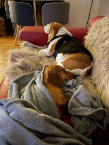 Photo de galerie - Accueil de Joyce gentille beagle de 8 ans qui s’est sentie comme à la maison avec mon teckel 