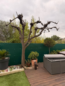 Photo de galerie - Elagage et coupe d'arbres