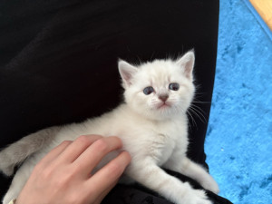 Photo de galerie - Un petit bébé chat adorable que j’ai eu l’occasion de rencontrer 