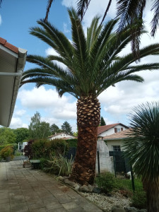 Photo de galerie - Élagage, évacuation et traitement contre le charançon.