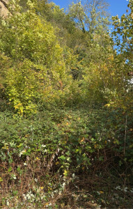 Photo de galerie - Débroussaillage d’un terrain (avant)