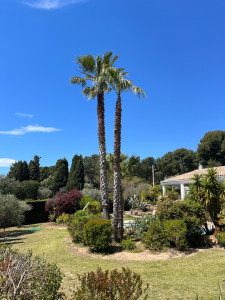 Photo de galerie - Élagage de Palmiers 