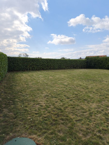 Photo de galerie - Taille de haie et tonte de pelouse 