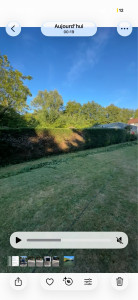 Photo de galerie - Taillage de sapin 