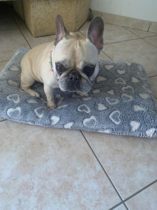 Photo de galerie - Garde animaux