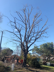 Photo de galerie - élagage d'un chêne 
