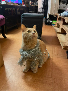 Photo de galerie - Loki a été décoré en même temps que le sapin de Noël !?