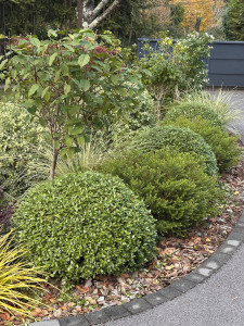 Photo de galerie - Taille d'arbustes