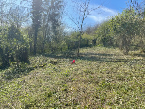 Photo de galerie - Elagage et coupe d'arbres