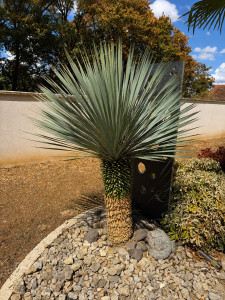 Photo de galerie - Taille d’un yucca 