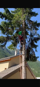 Photo de galerie - Elagage et coupe d'arbres