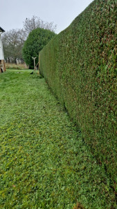 Photo de galerie - Taille de haie
