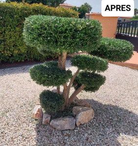 Photo de galerie - Taille d'un bonsaï en boule 