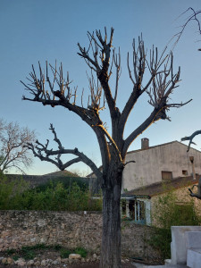 Photo de galerie - Elagage et coupe d'arbres
