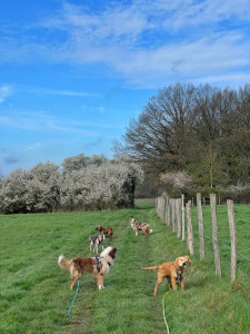 Photo de galerie - Garde chien