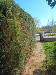 Photo de galerie - Tonte de pelouse - Débroussaillage