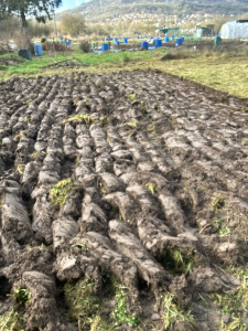 Photo de galerie - Je vous propose mais service labourage avec charrue hésiter pas à me contacter cordialement 