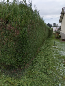 Photo de galerie - Taille de haies et d'arbustes