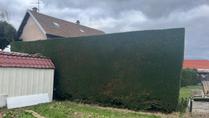 Photo de galerie - Taille de haie de cyprès 