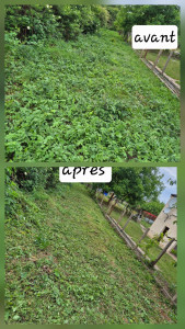 Photo de galerie - Tonte de pelouse - Débroussaillage