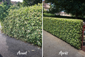 Photo de galerie - Taille de haie 