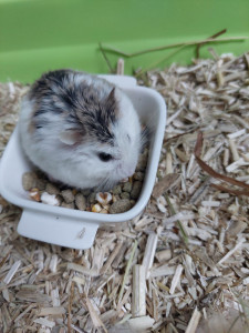 Photo de galerie - Nettoyage et attention de l'environnement des petits compagnons