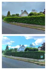 Photo de galerie - Taille d'une haie de lauriers de 140 mètres linéaire 