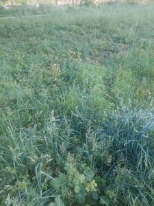 Photo de galerie - Tonte de pelouse - Débroussaillage