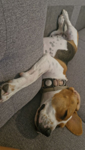 Photo de galerie - Garde chien
