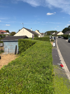 Photo de galerie - Taille de haies