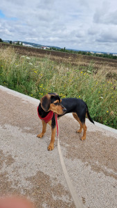 Photo de galerie - Garde chien