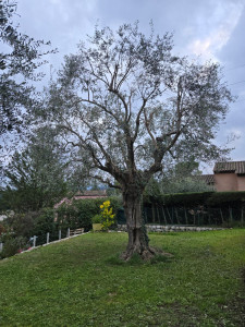 Photo de galerie - Elagage et coupe d'arbres