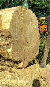 Photo de galerie - Abattage d’arbre