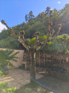 Photo de galerie - élagage et taille de quelques haies chez une voisine afin de ramener luminosité et d'éviter le ramassage des feuilles mortes cet hiver ! ?