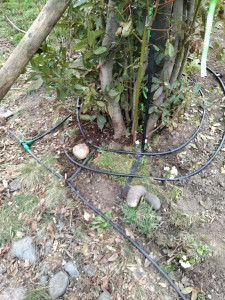 Photo de galerie - Mise en place d'un système d'arrosage goûte à goûte. 