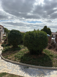 Photo de galerie - Taille d’arbres 