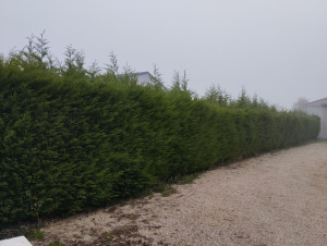 Photo de galerie - Taille de haies et d'arbustes